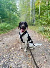 Portret psa w lesie