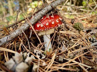 Muchomor w jesiennym lesie  © malgo_walko