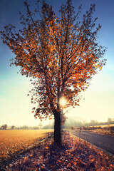 Fototapeta na wymiar Bäume an der Straße im Herbst