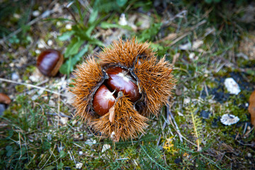 chestnut on the ground