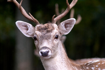 Cerf portrait