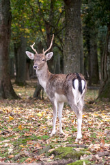 Cerf des bois