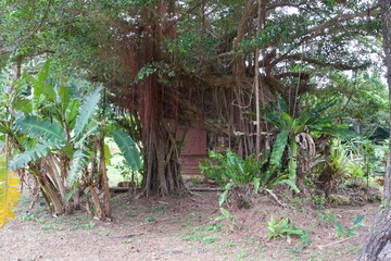 Tropical tree with hanging ivy