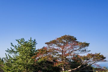 紅葉の始まりの霧島の木々