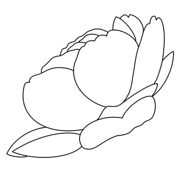 illustration of an rose
