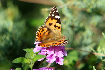 A multi-colored butterfly sits sits on a flower in a city park.