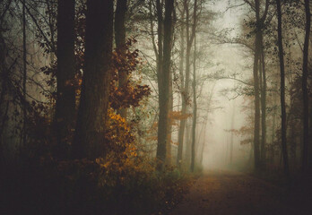 Mgła w porannym, jesiennym lesie, puszczy, borze