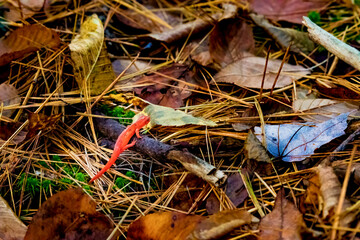 A very colorful Autumn in Upstate NY this year.  An orange newt or maybe a salamander climbing over a small branch on the forest floor.