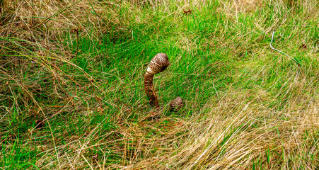 Close up of Parasol mushroom (Macrolepiota procera)
