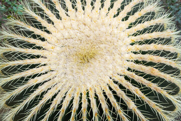 Cactus Echinocactus grusonii in the botanical garden close-up