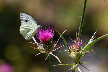 A multi-colored butterfly sits sits on a flower in a city park.