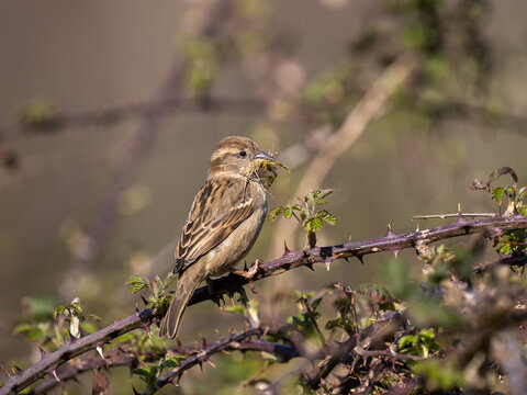 Female House Sparrow Perched on a Bramble with Nesting Material