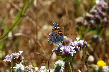 A multi-colored butterfly sits sits on a flower in a city park.