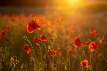 Deurstickers poppy field and sun © Andres