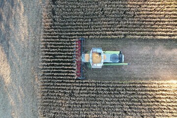 pole kukurydzy © Pawel Szypula