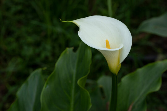 Calla Lily or gannet flower in the field with space for text