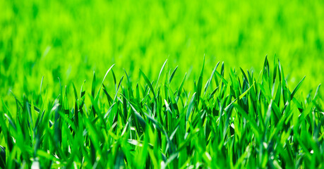 grass texture from a field