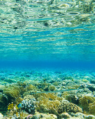 Fototapeta na wymiar Tranquil underwater scene with copy space.