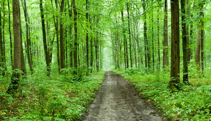  green forest