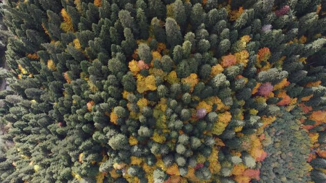 Autumn in the mountain forest 