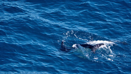 Fototapeta premium Tail of a dusky dolphin (Lagenorhynchus obscurus) in the South Atlantic, off the coast of the Falkland Islands