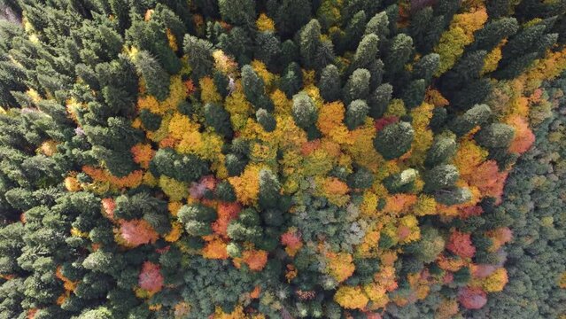 Autumn in the mountain forest 