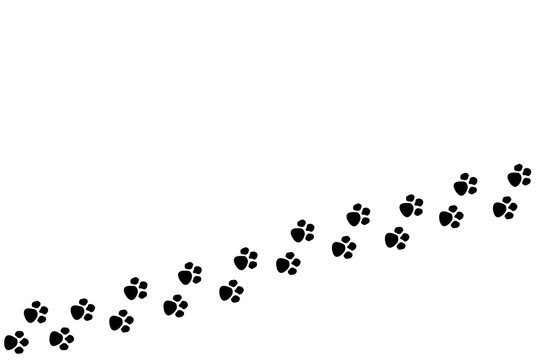 Camino de huellas de pata de gato o perro sobre un fondo blanco liso y aislado. Vista superior y de cerca. Copy space