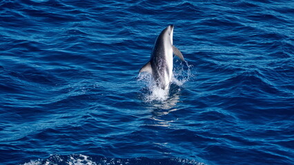Fototapeta premium Dusky dolphin (Lagenorhynchus obscurus) jumping out of the water in the South Atlantic, off the coast of the Falkland Islands