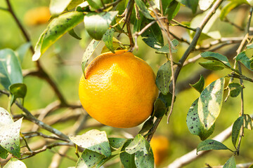 Oranges are beautiful and safe because they are grown organically.