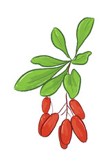 Branch of Raw Lycium in vector flat illustration