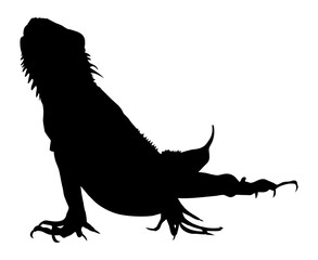 Silhouette of Iguana Reptiles (a genus of herbivorous lizards that are native to tropical areas of Mexico, Central America, South America, and the Caribbean). Format PNG