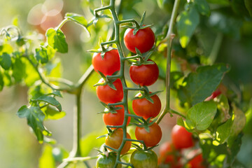 Ripe appetizing cherry tomatoes hanging from green twig at time fruit ripening in greenhouse or farm close-up. Delicious natural vegetables grown under supervision of farmers and agricultural workers