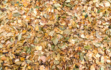 On ground lies carpet of multi-colored foliage of trees of different species. Autumn has come, winter is coming.