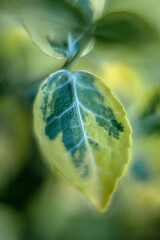 rośliny, kwiaty, natura © Magdalena