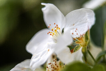 rośliny, kwiaty, natura © Magdalena