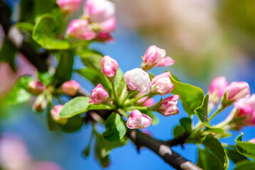 Obraz premium appletree blossom branch in the garden in spring 