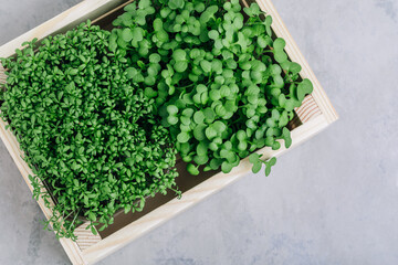 Microgreens. Superfood microgreen sprouts in  wooden box close-up.