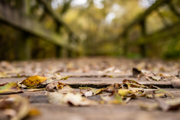 fallen autumn leaves