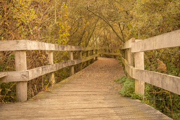 wooden bridge in autumn