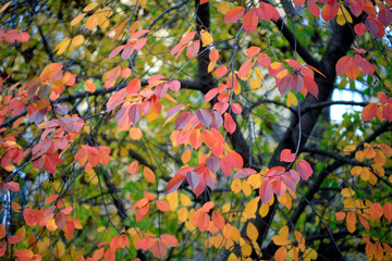 Colorful autumn leaves on nature background