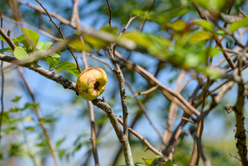 Fruits of flowering quince on the tree