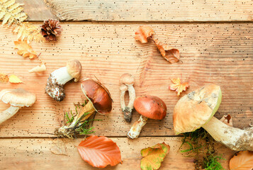 Pilze Waldpilze Wald Pilz Hintergrund Steinpilze Maronen Butterpilz