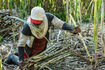 peasant sugar cane farmer, kneeling on the ground collecting the canes to pile them up and then take them to the sugar mill, for the production of panela. concept of agriculture