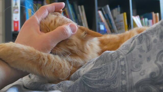 Man strokes cute ginger cat. Fluffy pet bites playfully it's owner hand.Domestic animal has a rest in bed.