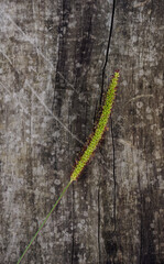 Setaria sphacelata known as bristle grass branch in gray weathered wood background