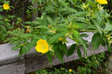 yellow flowers on a wooden fence