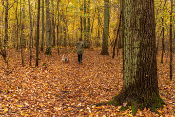 Girl is walking with her dog in the forest during colorful autumn.