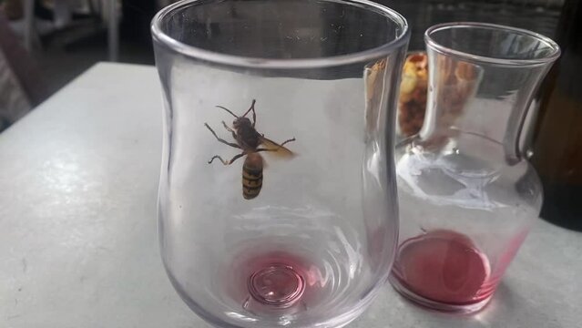 une gu&ecirc;pe dans un verre de vin vide sur la table d'un restaurant