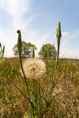 Meadow Salsify in the Field of the Nuthe-Nieplitz Lowlands