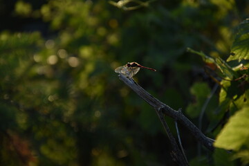 dragonfly